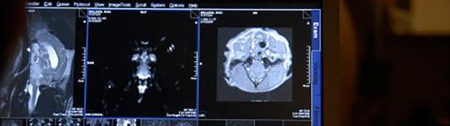 neurology images of a small animal on a computer screen