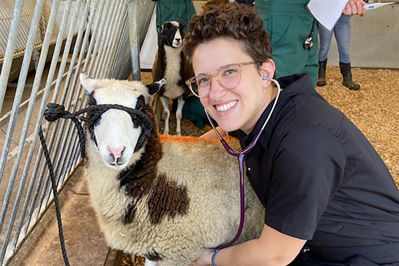 Chelsea Berkowitz, V26 kneeling beside a sheep in the large animal hospital.