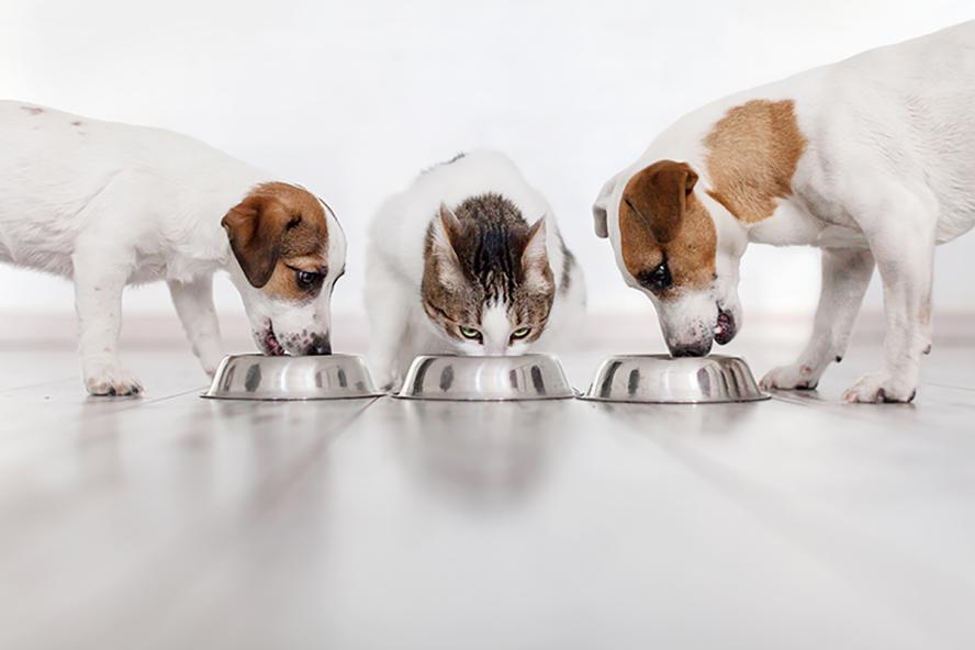Dogs and cat eating. AdobeStock/By Tatyana Gladskih