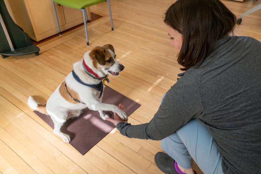 small brown and white dog learning to give his paw to a trainer