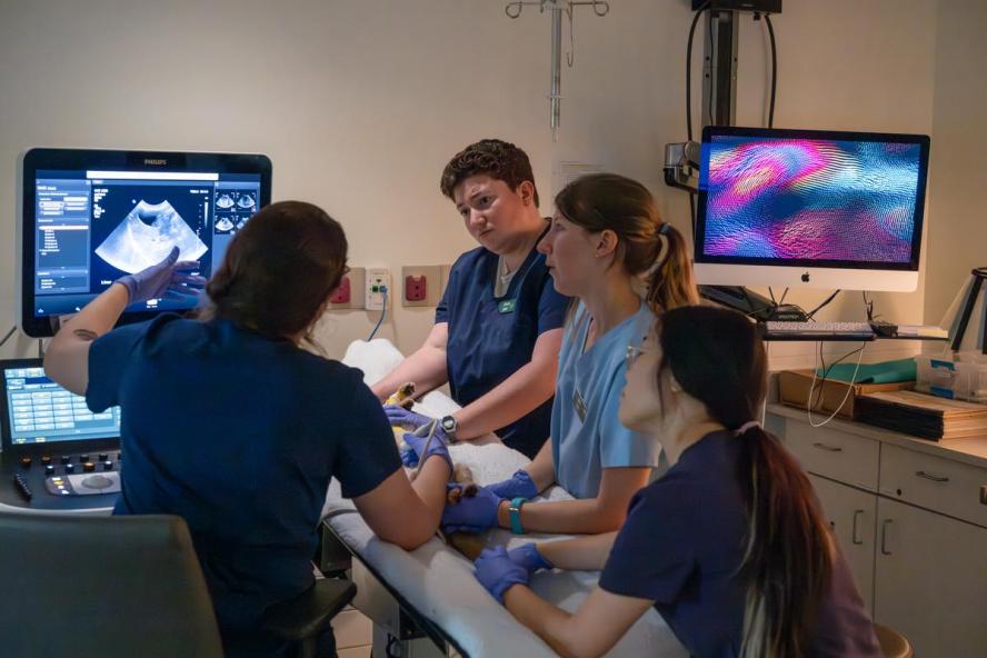 students performing an ultrasound on a small animal and having discussion