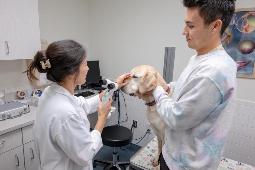 veterinarian examining a dogs eye while held by the owner.