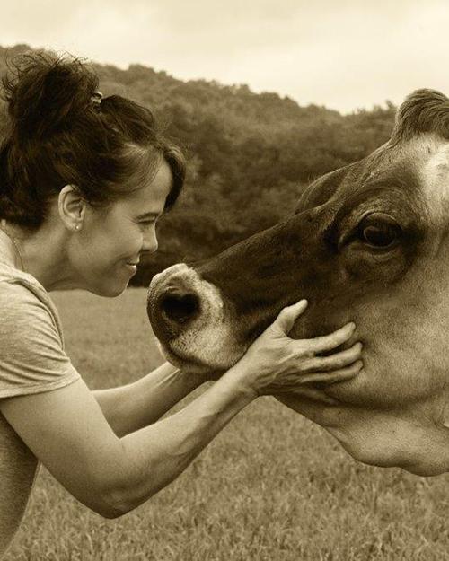 Jen Lucy holding a cows face.