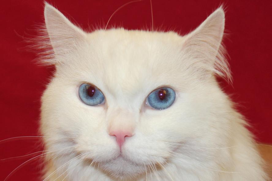 white six-month old ragdoll cat with blue eyes.