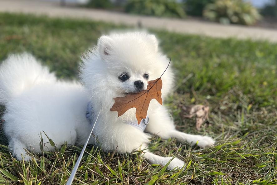 A small white dog lies in the grass with a brown leaf in her mouth