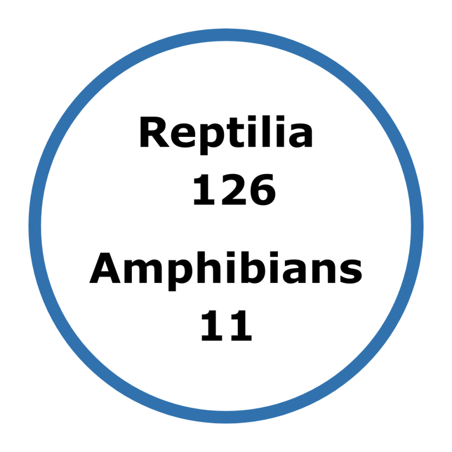 blue circular graphic 'reptile 126, amphibians 11.'