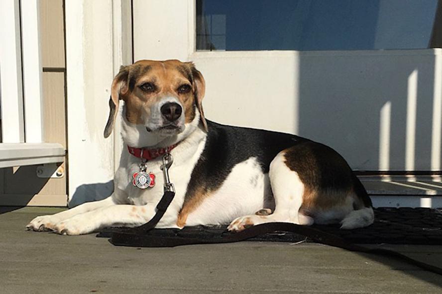 A white and brown beagle with black on her back and a red collar with a black leash sits outside in the sun.