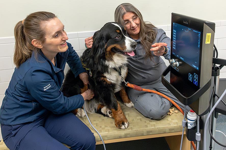 two small animal veterinarians doing an ultrasound on a bernese mountain dog.