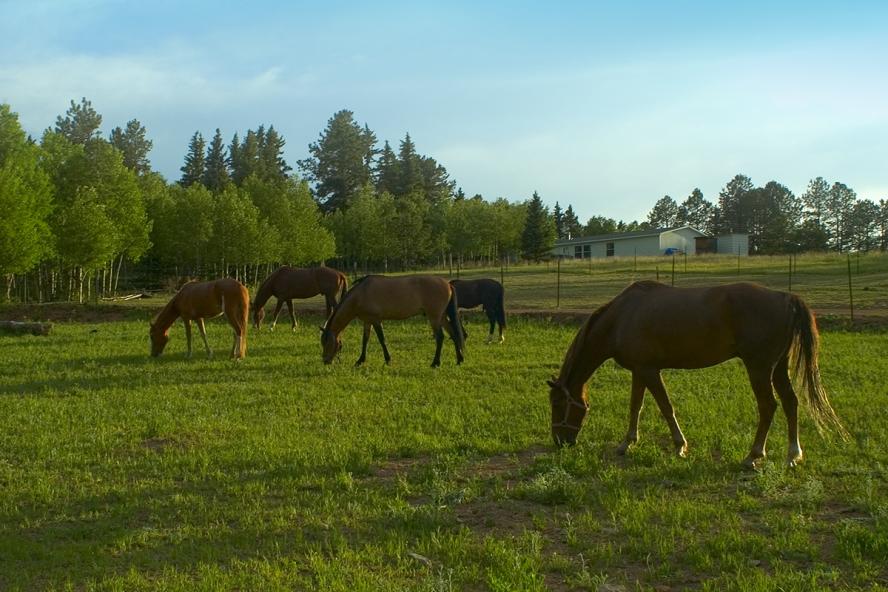 A field with several brown and black horses grazing.