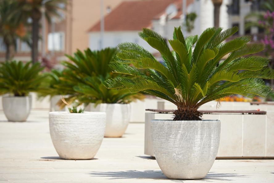 Green plants potted outside in white pots.