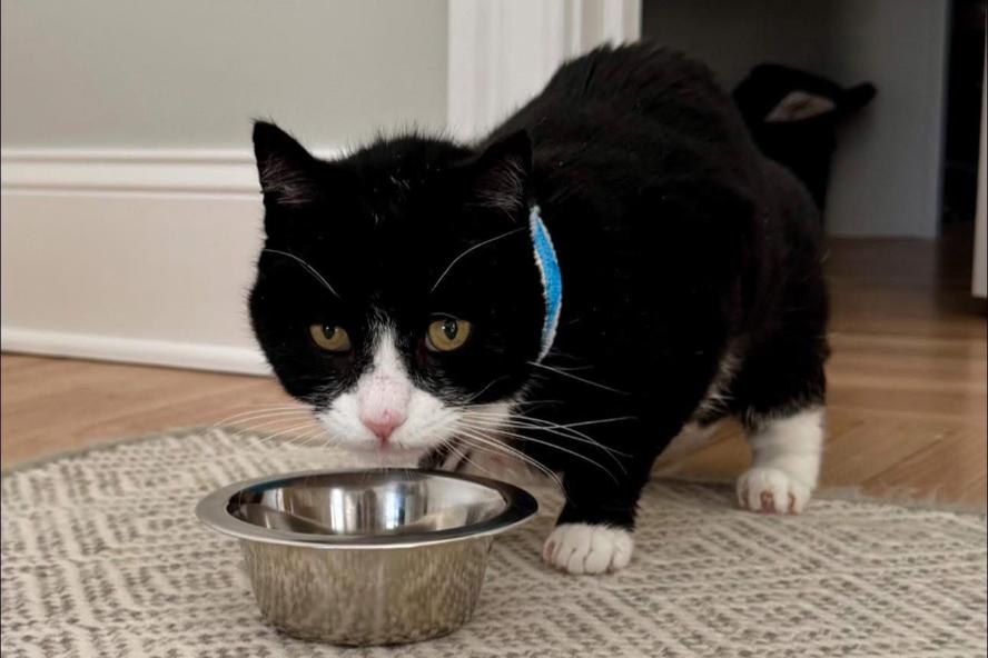 Black and white cat standing and drinking out of a steel water bowl on a rug.