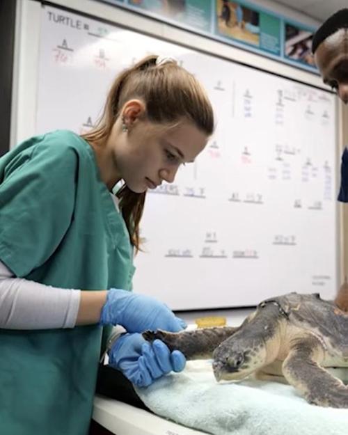 Ryley Phillips wearing scrubs and attending to a large turtle on an exam table in a medical setting.