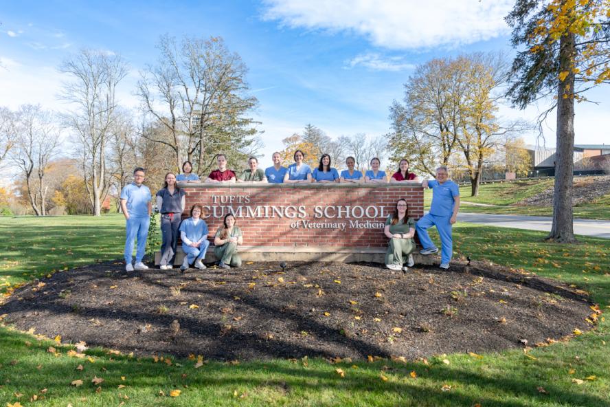 A group of thirteen people in medical scrubs pose around a brick sign that reads “Tufts Cummings School of Veterinary Medicine.” They are standing and sitting on a landscaped area with green grass and scattered autumn leaves, under a blue sky with trees in the background.