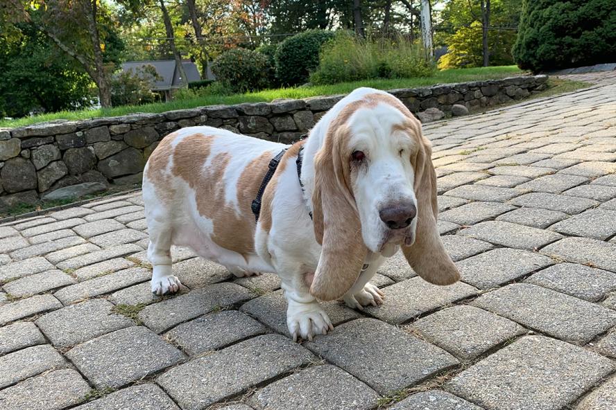 A senior brown and white Basset Hound who lost an eye to glaucoma is standing on a stone patio on a sunny day.