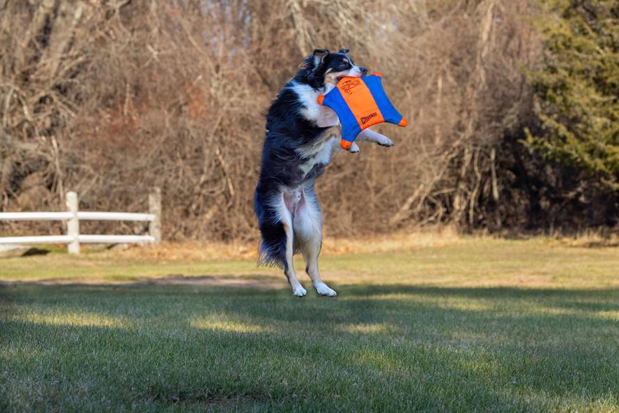 Logan, a Miniature American Shepherd, jumps to catch a blue and orange frisbee outside.