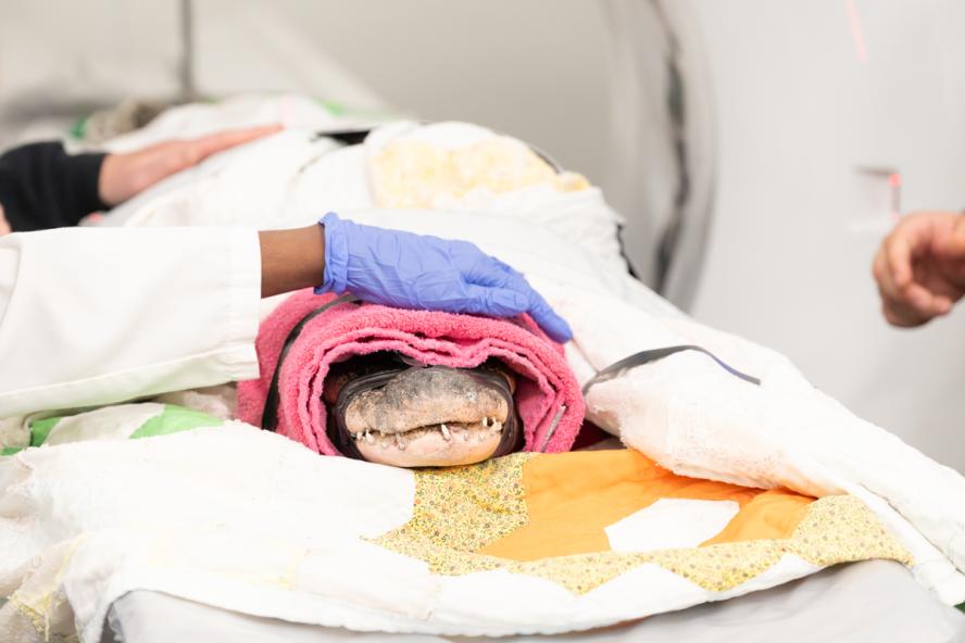 A veterinarian wearing blue gloves gently covers an alligator’s head with a pink towel during a medical examination.