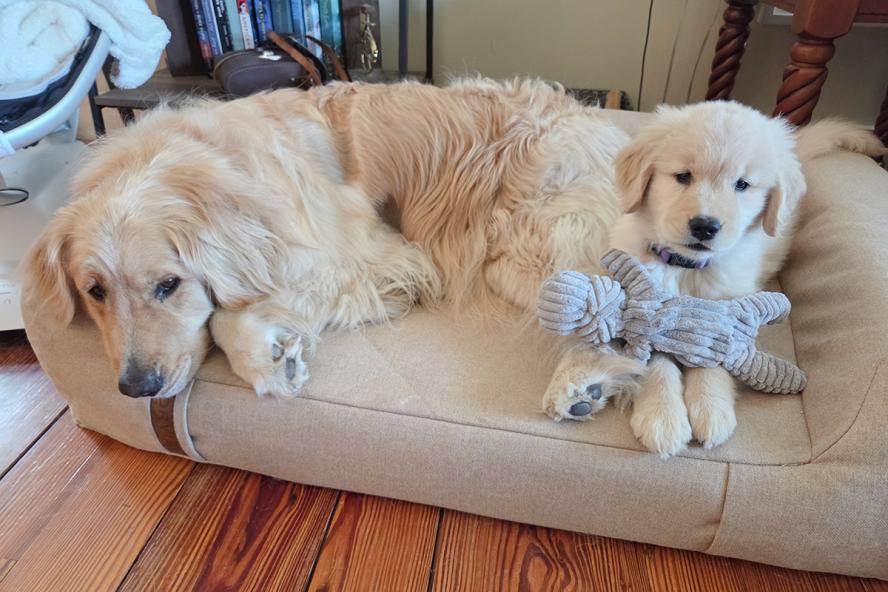 A two-year-old golden retriever sits alongside a golden retriever puppy on a beige dog bed atop a hardwood floor.