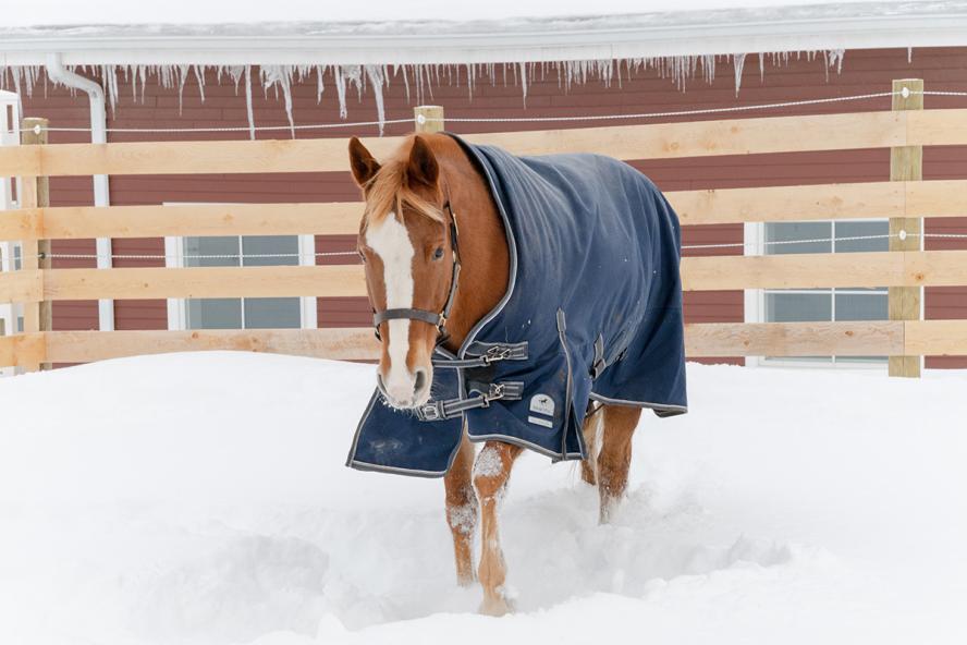 a horse in the snow wearing a blanket.