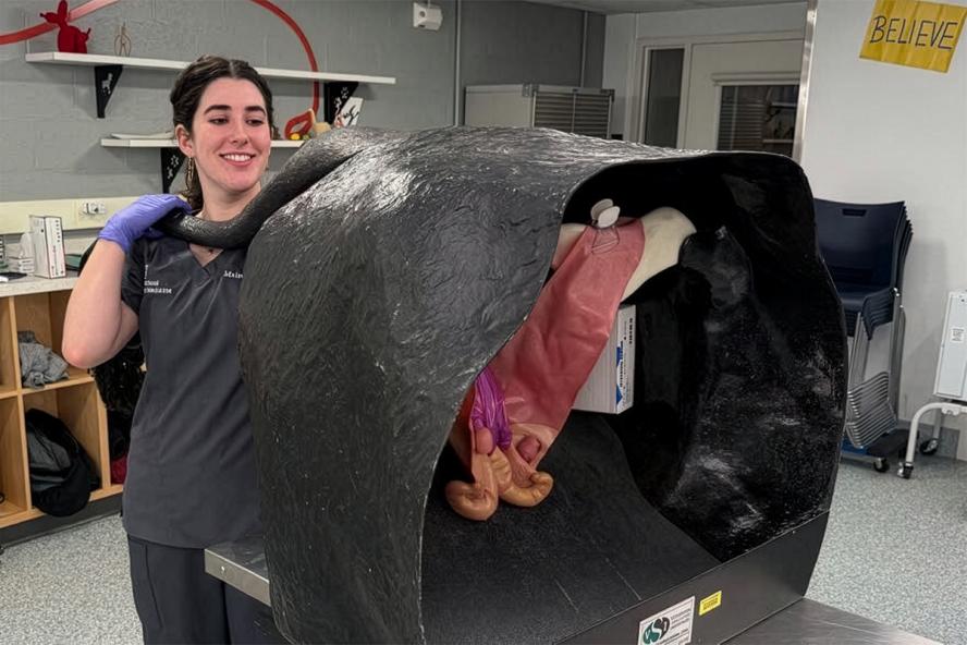 A veterinary student practices a procedure on a large animal model.