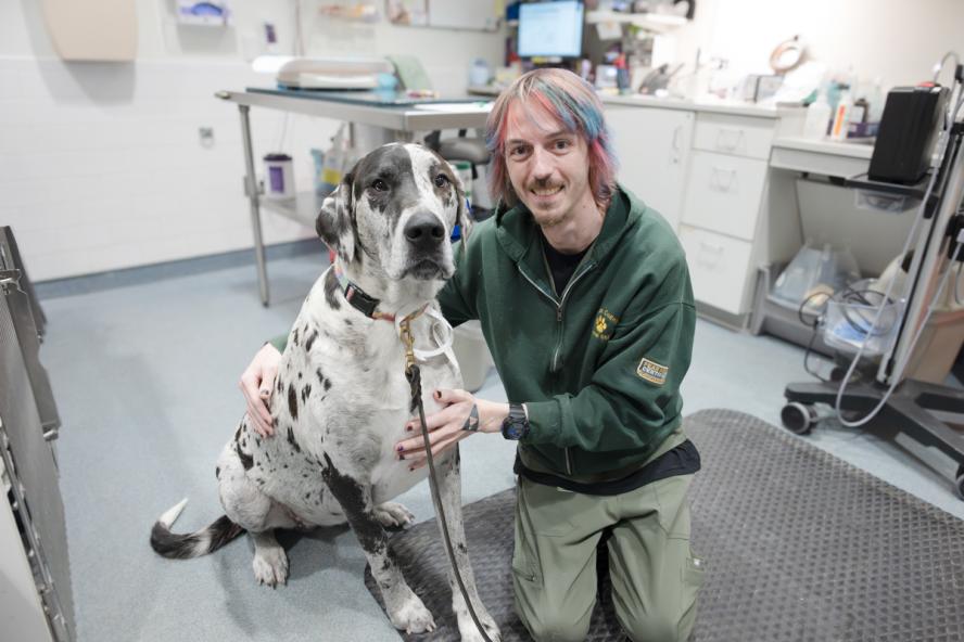 A smiling person with colorful hair kneels beside a large black-and-white spotted dog in a veterinary exam room, gently holding the dog.