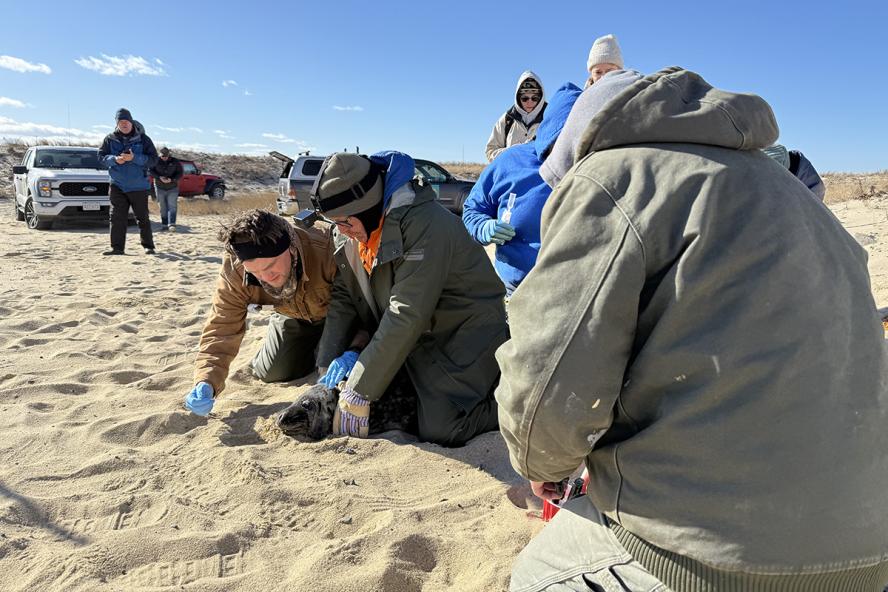 students engaged in research activity at a beach with a seal.