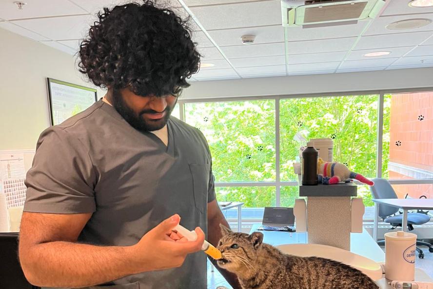 A veterinary student feeds a dark striped cat on a patient table through a syringe.