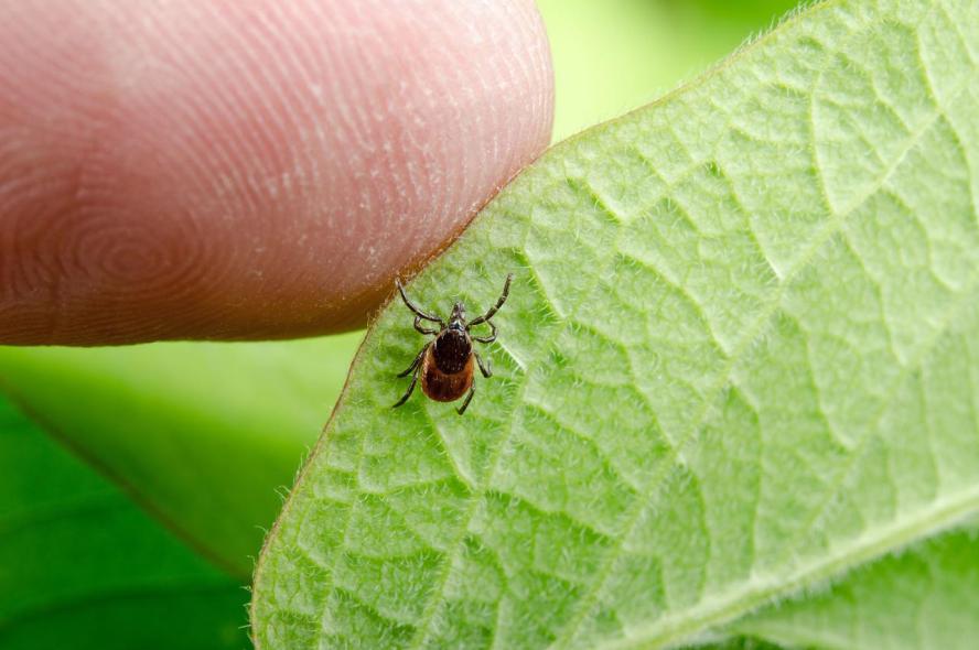 A person's finger touches a green leaf, on which a deer tick sits