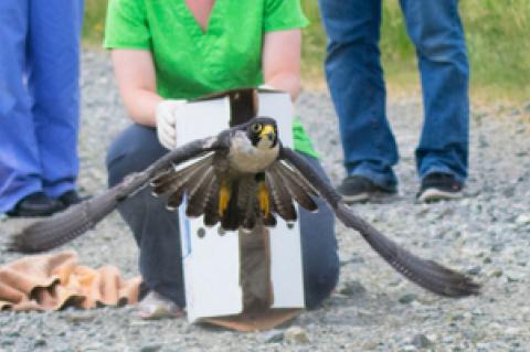 Peregrine release after recovering from fractures