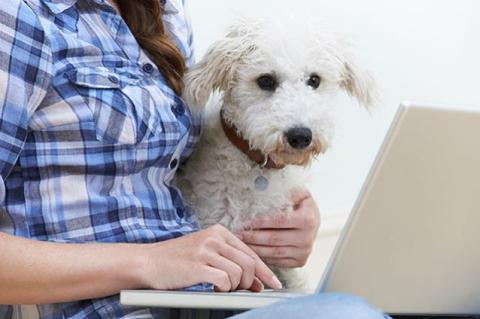 A dog sits in a woman's lap while she is on a laptop