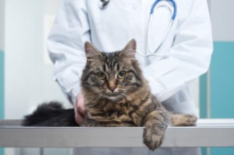 veterinarian examining a cat on an exam table