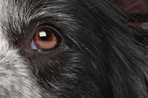 Close-up of a dog’s brown eye and black fur.