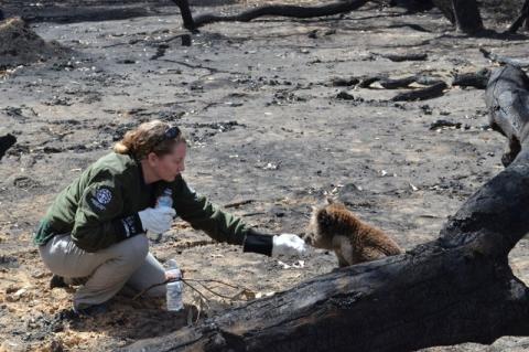 A woman gives water to a koala in a burned-out landscape.