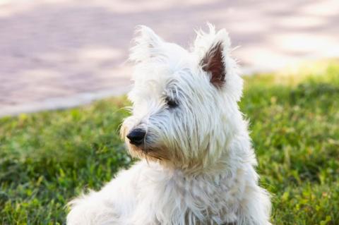 A small white dog sitting on a lawn.