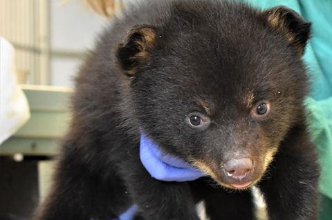 A bear cub being treated and Tufts Wildlife Clinic