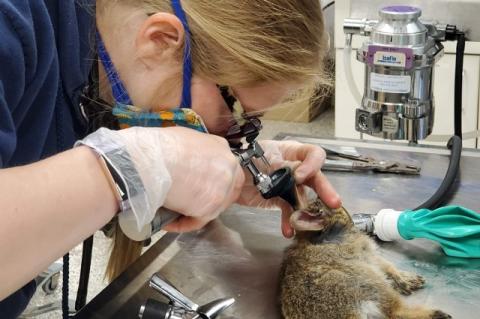 Veterinarian Kimberlee Wojick, A01, V06, cares for a New England cottontail rabbit that’s part of a captive breeding program at Roger Williams Park Zoo.