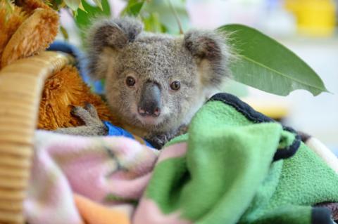 A small koala in a blanket in a veterinary hospital.