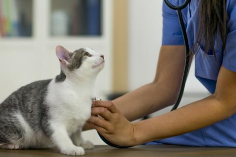 A cat looks up at a veterinarian, holding a stethoscope.