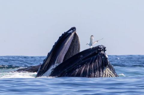 A whale surfacing from the water while a bird lands on it.