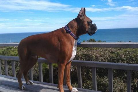 Boxer dog standing on a bench looking at the view