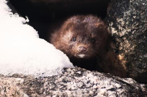 mink in the wild staring out between two rocks