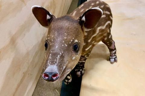 A female baby tapir named Millie. 