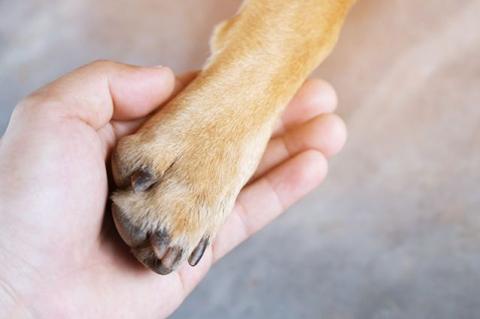 A person holds a dog's paw in their hand
