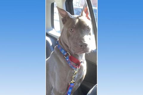 Bentley, a grayish brown pit bull, is pictured wearing a blue collar and sitting in a car