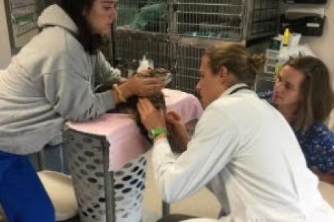 Veterinary student, Travis Grodkiewicz, examining a cat with assistance from a high school student and vet tech