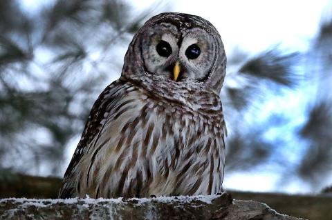 A photo of a barred owl after its recovery from being struck by a car
