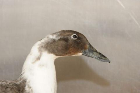 Close up of a goose