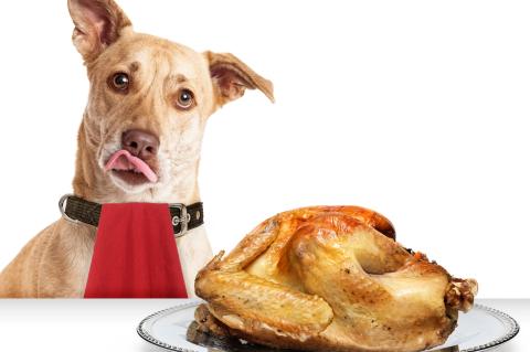 Dog with red napkin around his neck licking his lips hungry for a turkey on a table in front of him