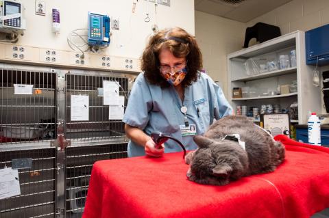 Donna Bloniasz takes a patient’s blood pressure at the Foster Hospital for Small Animals.
