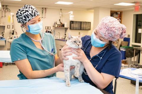 Dr. Yuki Nakayama (right) teaches veterinary students at the Luke and Lily Lerner Spay/Neuter Clinic at Cummings Veterinary Medical Center at Tufts University