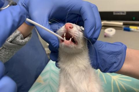 clinical veterinarian staff performing a mouth swab on a ferret